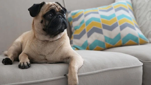 Victorino Decora Planejados